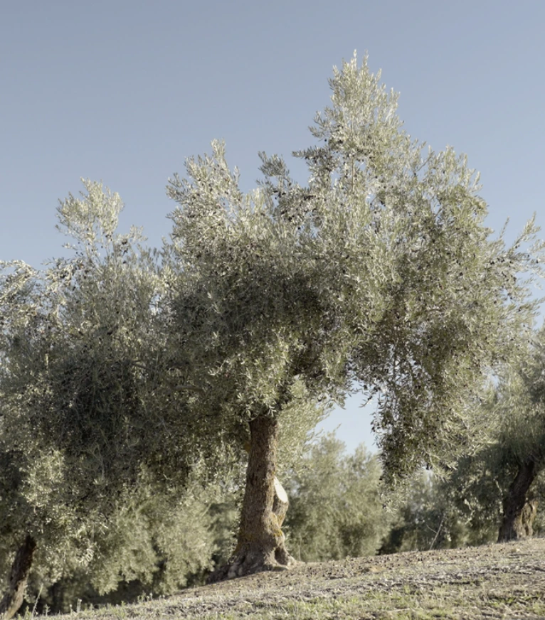Alcuzayt_olivo